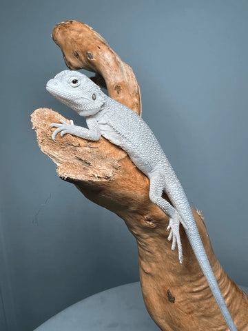Zero Bearded Dragons - Amazing Amazon